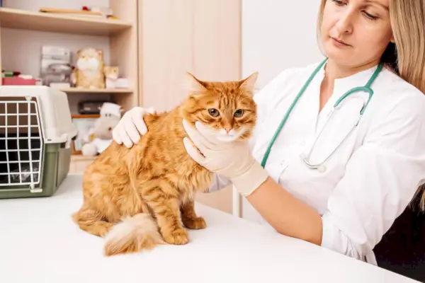 Veterinarijos gydytojas arba gydytojas, naudojant stetoskopą, patikrina katę per veterinarinį patikrinimą.