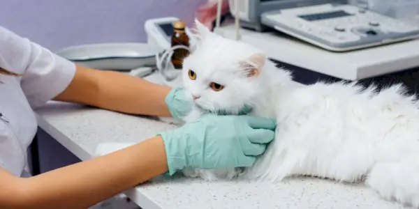 Een kat die wordt onderzocht, mogelijk tijdens een veterinaire controle of medische beoordeling.