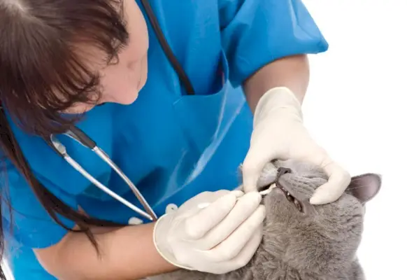 Seu gato deve fazer exames dentários regularmente com um veterinário - pelo menos uma vez por ano.