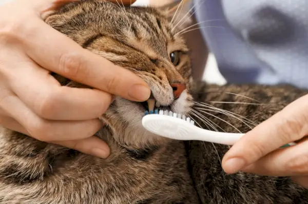 Pessoa abrindo um gato