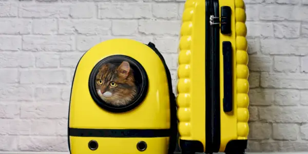 Chat dans un transporteur jaune près d'une valise