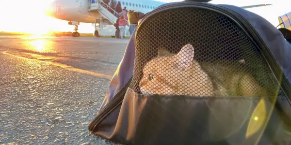 Gato en transportín cerca de un avión