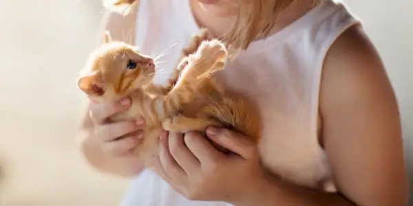 Jak socializovat kotě: 6 kroků schválených veterinářem