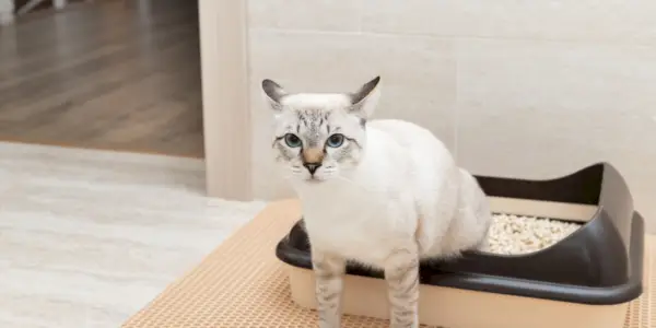 Gato sentado medio en la bandeja de arena