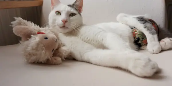 Katze mit Windel und Spielzeug