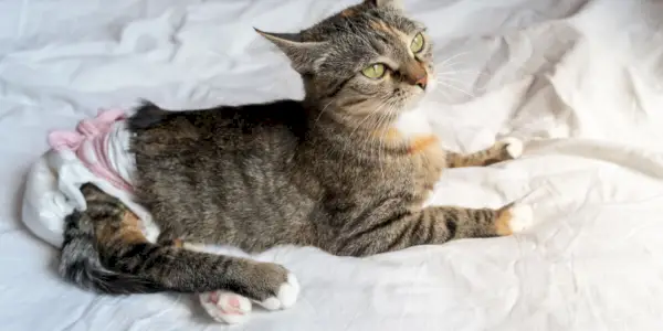 Kedi Bezi Nedir ve Kedinizin Onlara İhtiyacı Var mı?