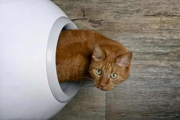 Katze in einer Katzentoilette.