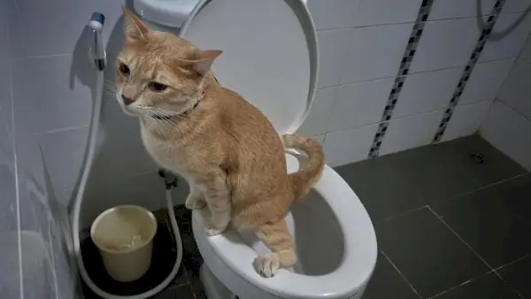 Gatto addestrato alla toilette