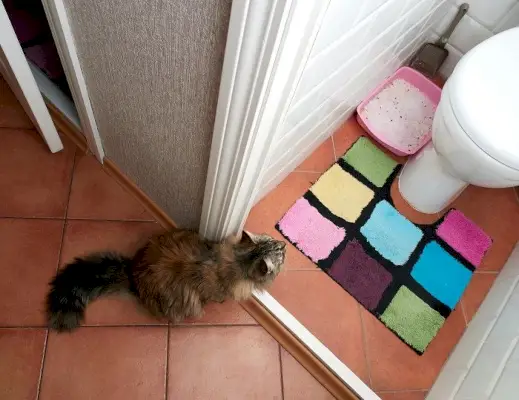 Gatto di addestramento alla toilette