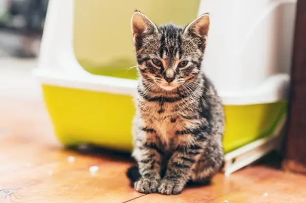 Gatito junto a una caja de arena.