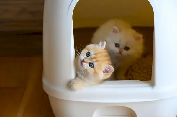 猫のトイレトレーニング。