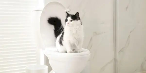 トイレトレーニング中の猫