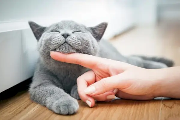 Imagen de un gato feliz al que acarician suavemente debajo de la barbilla.