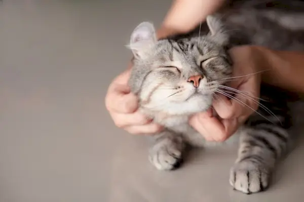 Persona che accarezza un gatto Scottish Fold grigio.