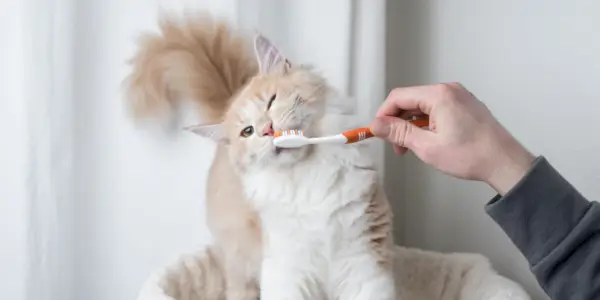 Chat se faisant brosser les dents