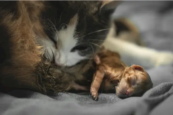 새끼 고양이를 키우는 고양이