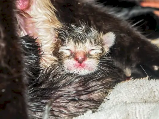 生まれたばかりの子猫