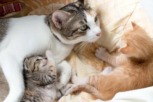 Katze mit neuen Kätzchen