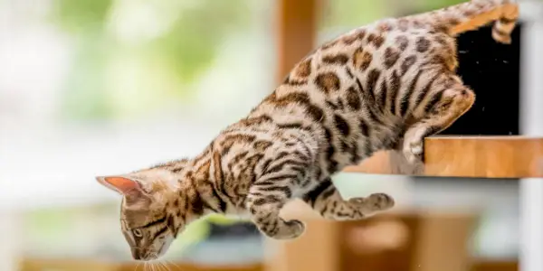 Giovane gattino del Bengala che mostra un salto giocoso da un tavolo della cucina, esemplificando la razza