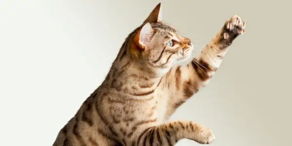 Adorabile immagine di un gatto del Bengala che si protende verso l'alto, mostrando il suo comportamento curioso e agile, catturando un affascinante momento di curiosità e coinvolgimento felino