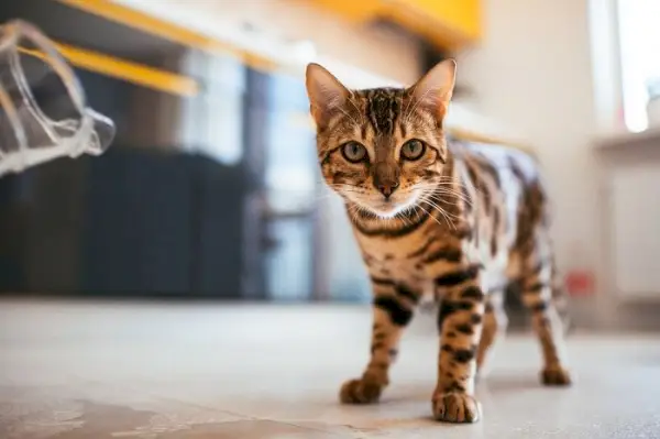 Bengalkatze läuft in der Küche über den Boden