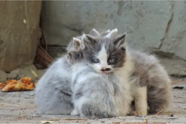 野良の子猫