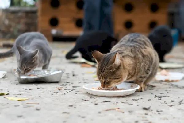 Gatti selvatici che mangiano