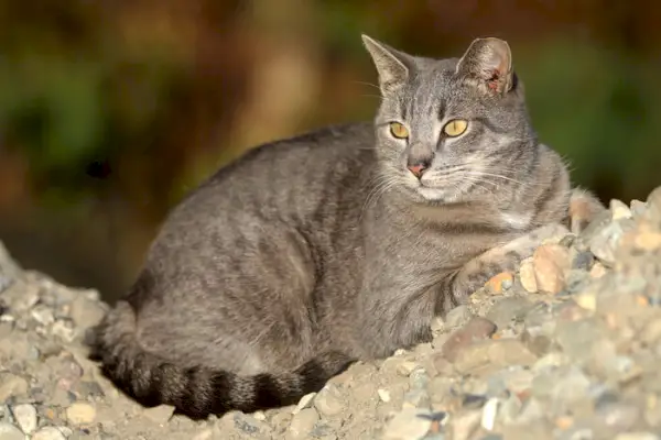 Vildkatt med öronspets