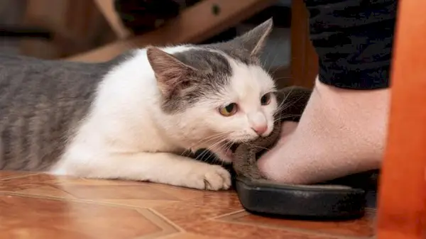 Gato atacando tornozelos e pés.