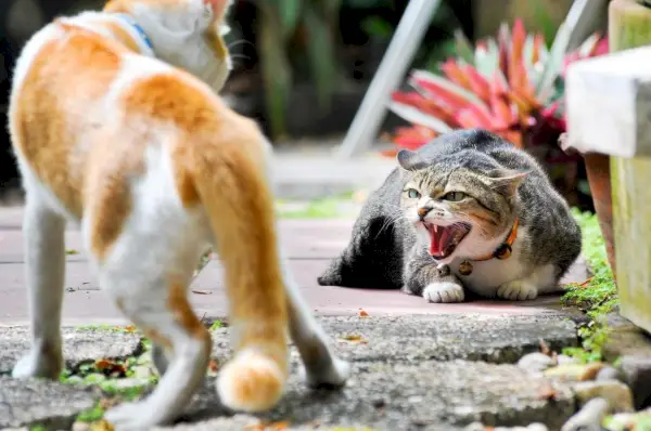 Gato atigrado silbando a un gato blanco y pelirrojo que se acerca