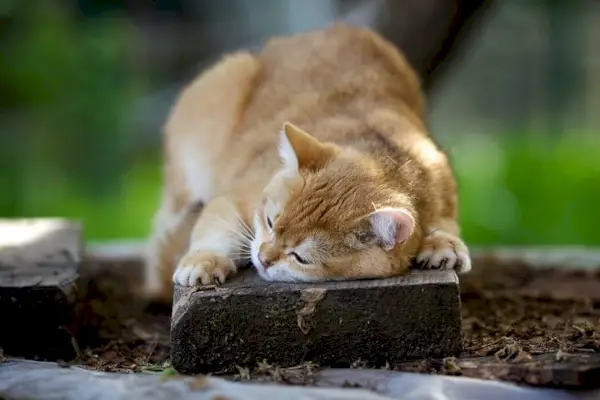 Une image d'un chat frottant sa tête contre une personne