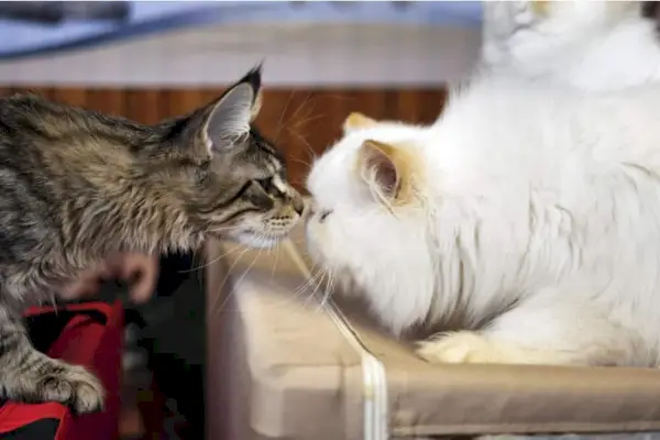 Gatos cheirando uns aos outros introdução