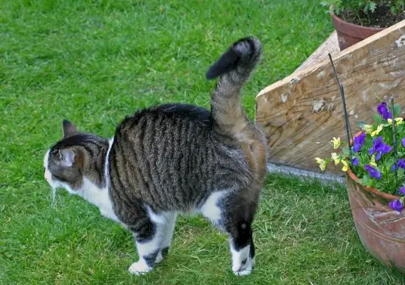 Un gatto soriano che marca il suo territorio spruzzando fiori.