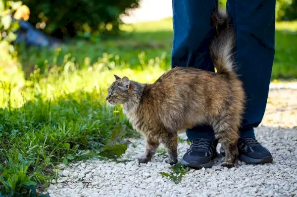 Um gato esfregando suas glândulas odoríferas contra um objeto.