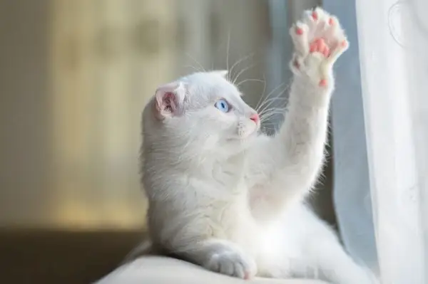 A localização das glândulas odoríferas em gatos.