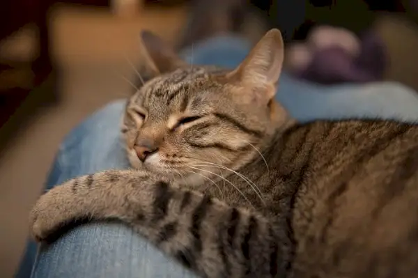 Um gato dormindo pacificamente em um humano