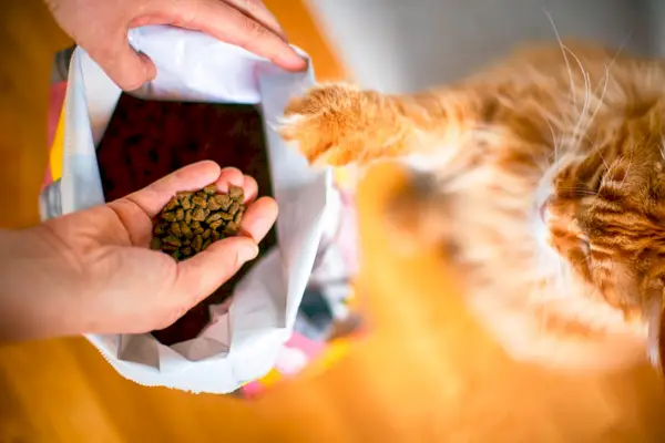 Mantenere fresco il cibo per gatti: il gatto aiuta il proprietario a estrarre le crocchette da un grande sacchetto.