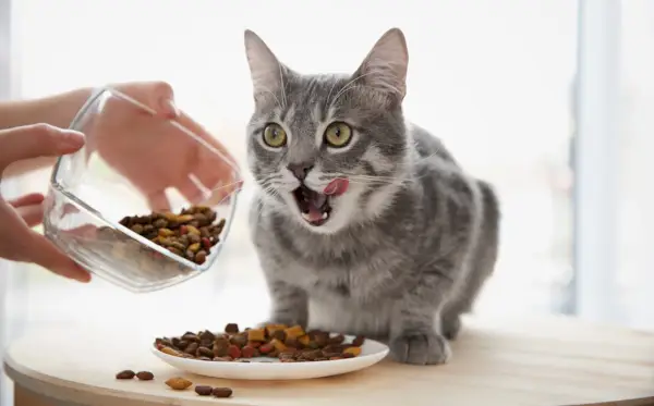 Mantendo a comida de gato fresca: Dono de gato alimentando um gato cinza que está lambendo os lábios.