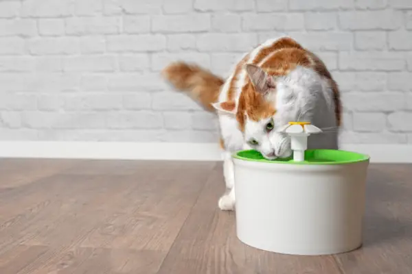 Katze trinkt Wasser aus einem Trinkbrunnen