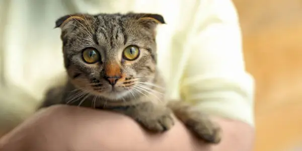 En bild som visar en Scottish Fold-katt, känd för sina distinkta vikta öron och unika utseende.