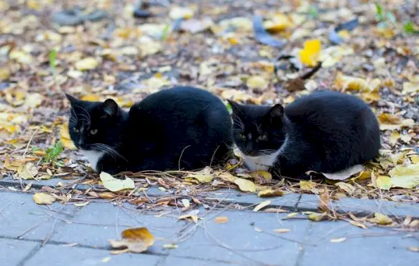 chats jumeaux