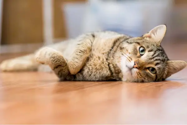 猫の鉤虫症の症状