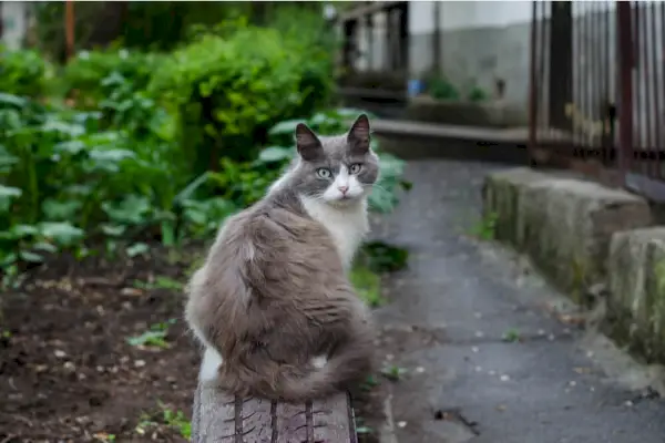 como os gatos pegam ancilostomídeos