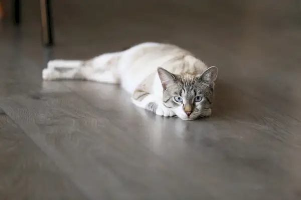 tricurídeos em gato