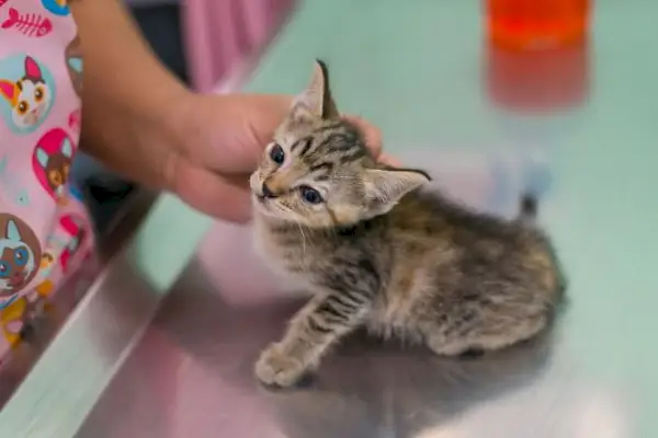 獣医のテーブルにいる子猫