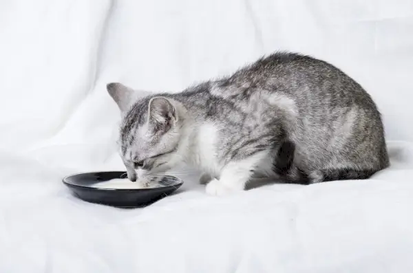 Gattino che beve latte da un piattino