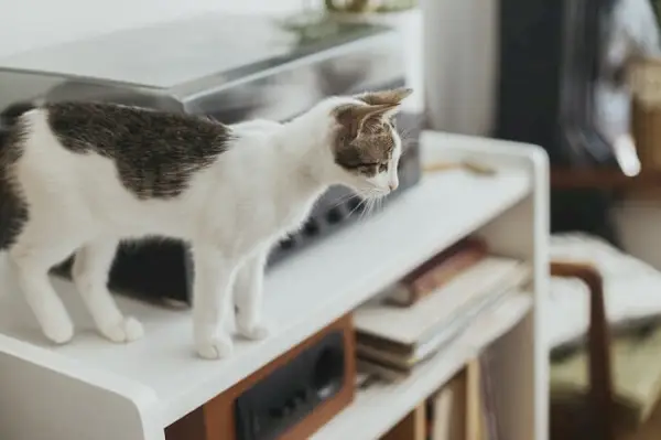 Kat staande op een bureau