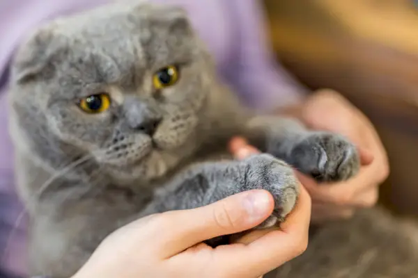 전경에 발이 있는 회색 스코티시폴드 고양이