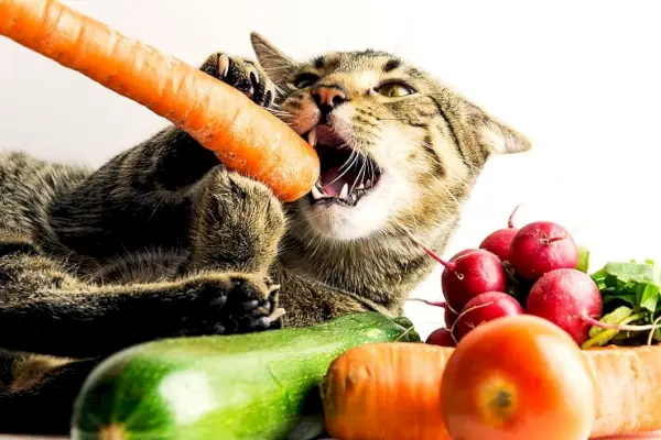 Gatto che mastica una carota circondata da verdure