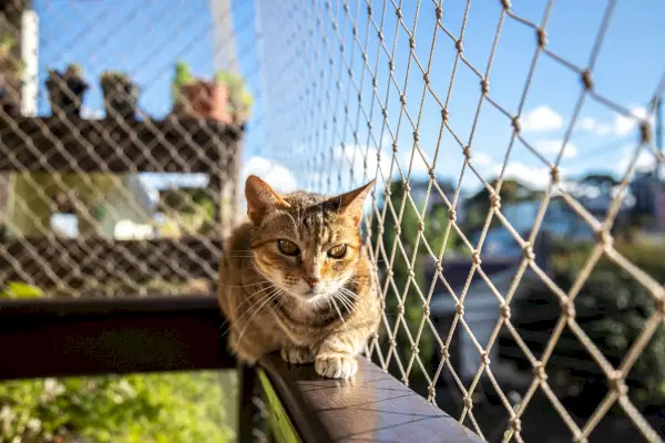 フェンスを猫よけにする 10 の簡単な方法